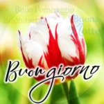 Logo of Buongiorno fino a notte android Application 